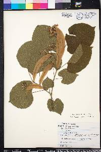 Tilia americana var. caroliniana image