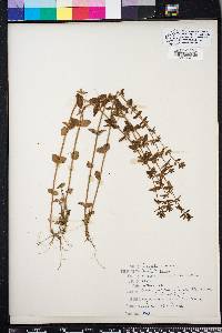 Gratiola pilosa image