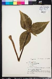 Trillium decipiens image