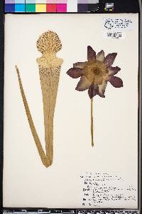 Sarracenia leucophylla image