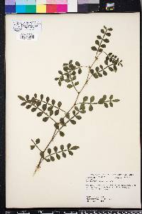 Zanthoxylum fagara image