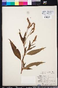 Polygonum densiflorum image