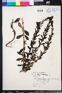 Mecardonia acuminata image