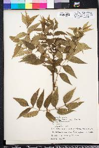 Zanthoxylum clava-herculis image