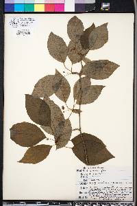 Schisandra glabra image