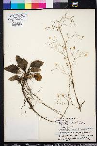 Scrophularia marilandica image