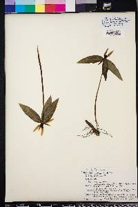 Trillium lancifolium image