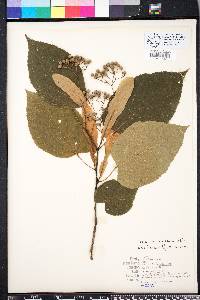 Tilia americana var. caroliniana image