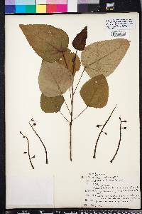 Populus heterophylla image