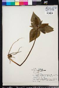 Trillium decipiens image