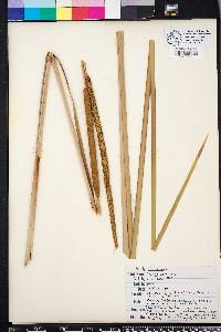 Typha domingensis image