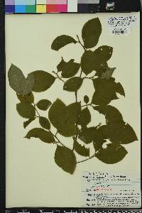 Stewartia malacodendron image