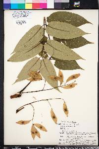 Ailanthus altissima image