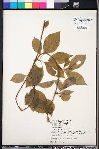 Schisandra glabra image