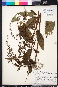 Rumex conglomeratus image