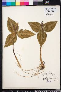 Trillium underwoodii image