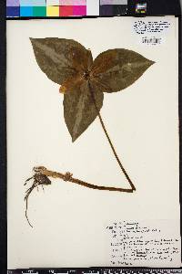 Trillium decipiens image