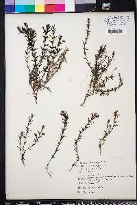Gratiola subulata image