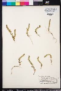 Micranthemum umbrosum image