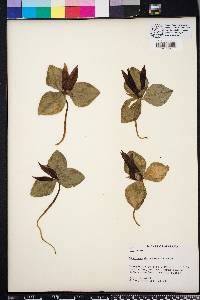 Trillium decumbens image