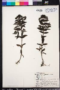 Hedyotis purpurea image