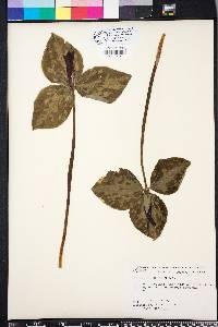 Trillium maculatum image