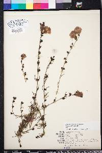 Agalinis fasciculata image
