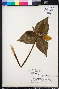 Trillium decipiens image