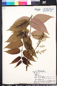 Ailanthus altissima image