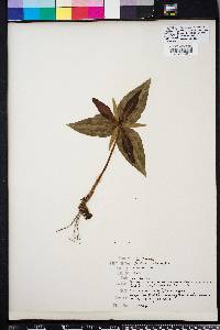 Trillium underwoodii image