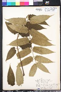 Ailanthus altissima image