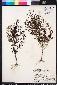 Mecardonia acuminata image