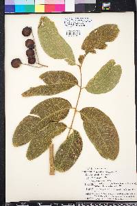 Sapindus mukorossi image