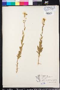 Piriqueta caroliniana image