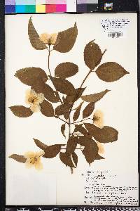 Philadelphus inodorus image