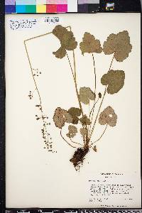 Heuchera americana image