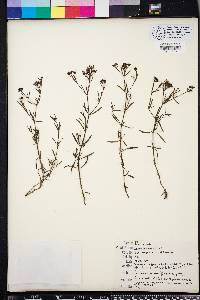 Stenaria nigricans image