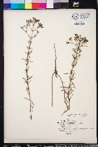 Stenaria nigricans image