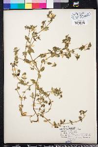 Hedyotis uniflora image