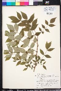 Zanthoxylum americanum image