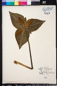 Trillium decipiens image