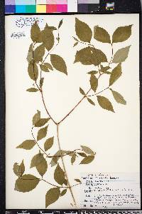 Philadelphus inodorus image