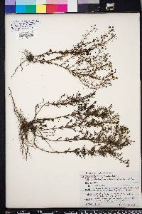 Scoparia montevidensis image