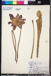 Sarracenia leucophylla image