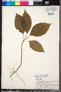 Schisandra glabra image