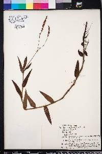 Persicaria hirsuta image