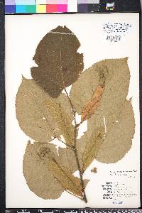 Tilia americana var. caroliniana image