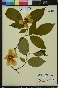 Stewartia ovata image