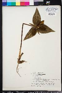 Trillium decipiens image