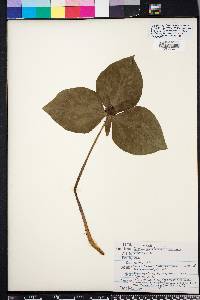Trillium maculatum image
